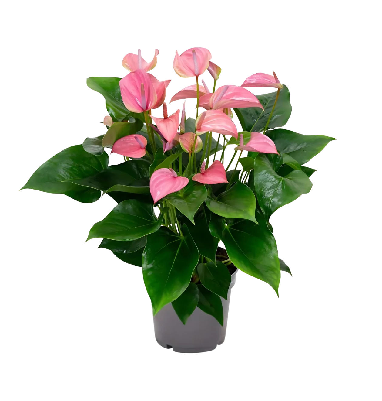 Anthurium “Karma Joli” | Flamingoblume | +/- 55cm | ø 17cm Topf