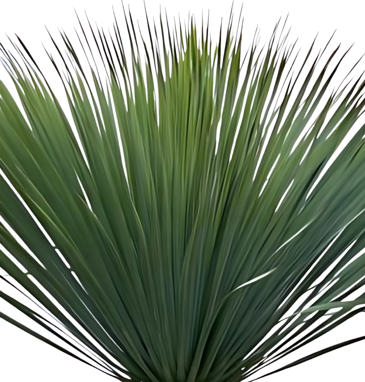 Yucca rostrata | Blaue Palmlilie | +/- 140cm | ø 50cm