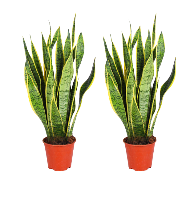 2er-Set Bogenhanf | Sansevieria | +/- 40-50cm | ø 12-15cm Topf 