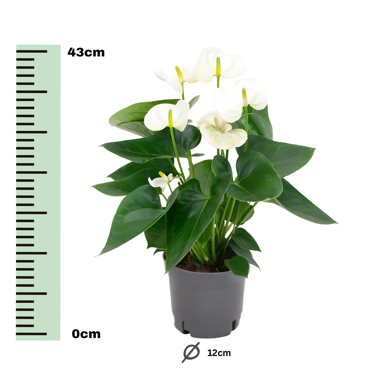 Anthurium “White” | Weiße Flamingoblume | +/- 43cm | ø 12cm Topf