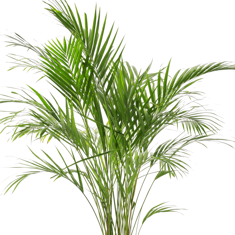 2er-Set - Dypsis Lutescens (65-70cm) - 17er Topf