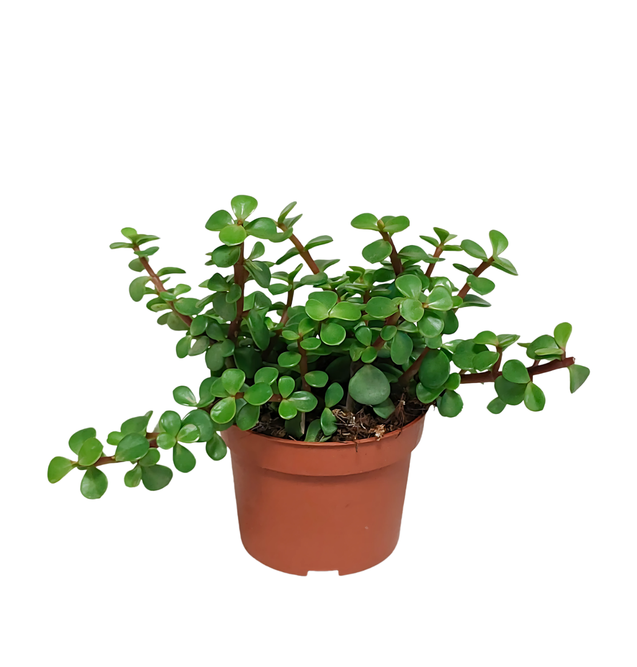 Portulacaria afra (Ohne Topf) | Elefantenstrauch | +/- 18-25cm | ø 10,5cm Topf