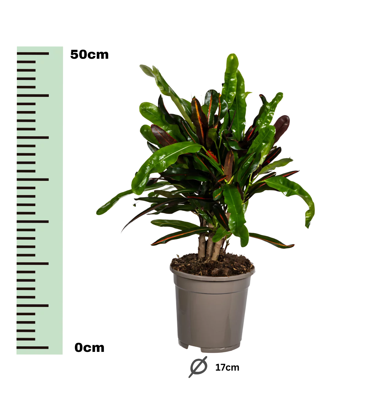 Codiaeum Croton “Mamey” | Wunderstrauch | +/- 50cm | ø 17cm Topf