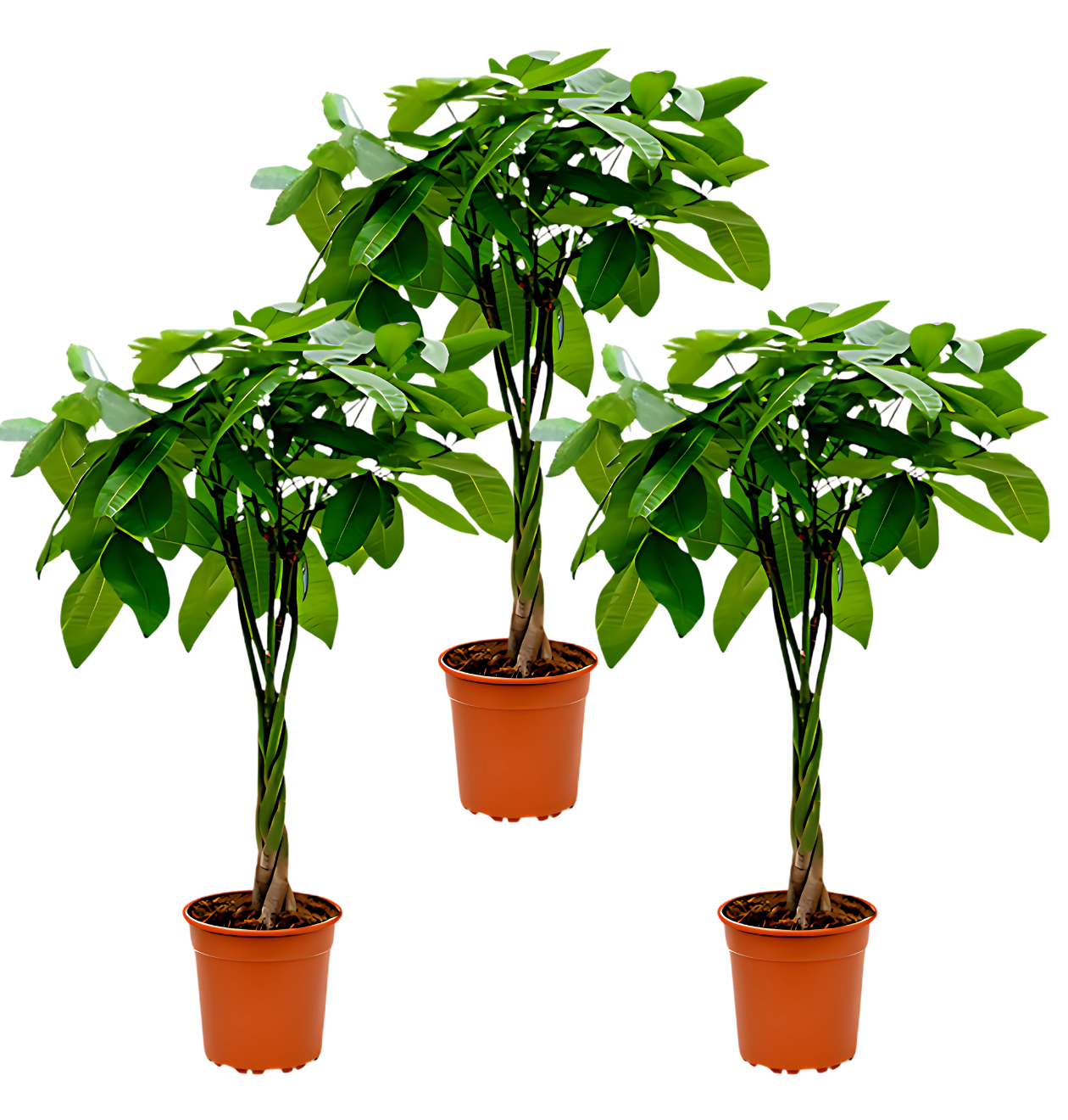 3er-Set | Glückskastanie | +/- 40-50cm | ø 12-15cm Topf 
