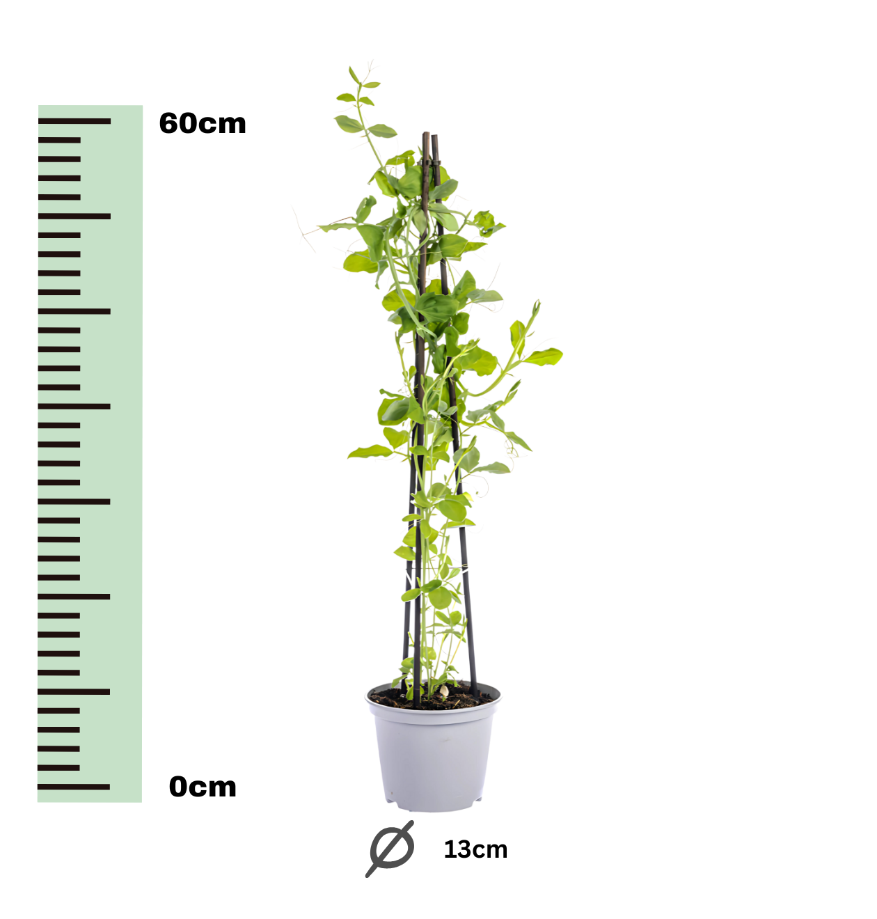 Lathyrus odoratus (4 Stück) | Duftwicke | +/- 60cm | ø 13cm