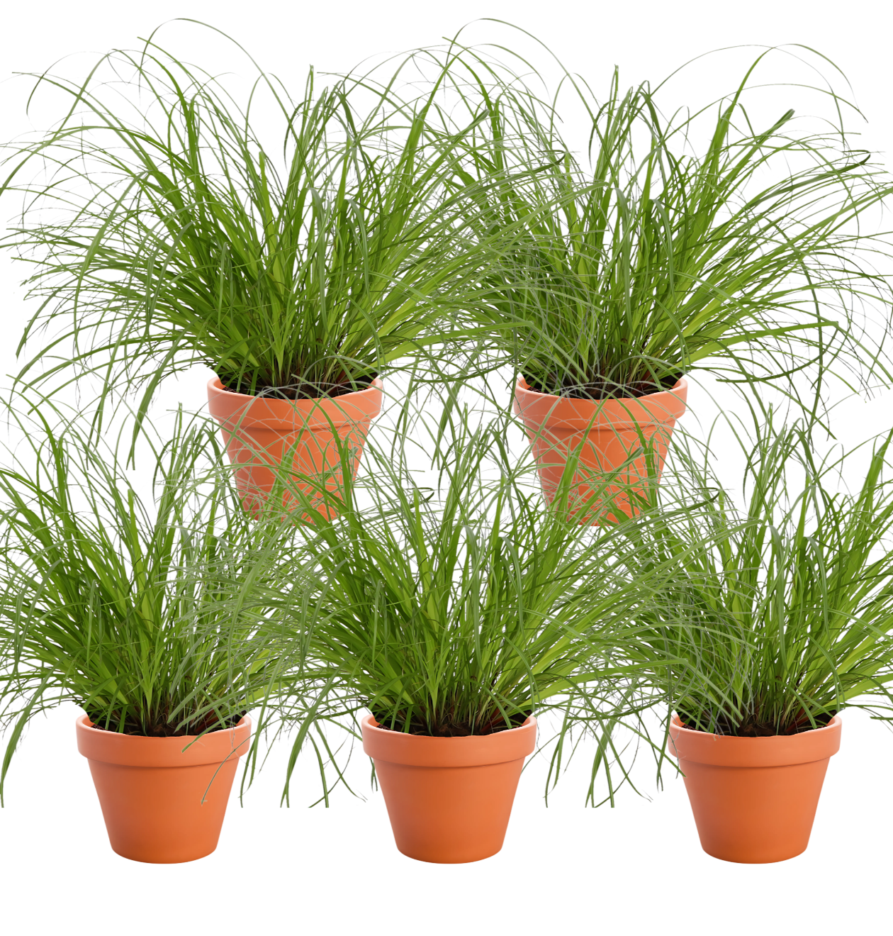5er-Set | Katzengras | +/- 20-30cm | ø 12-15cm Topf