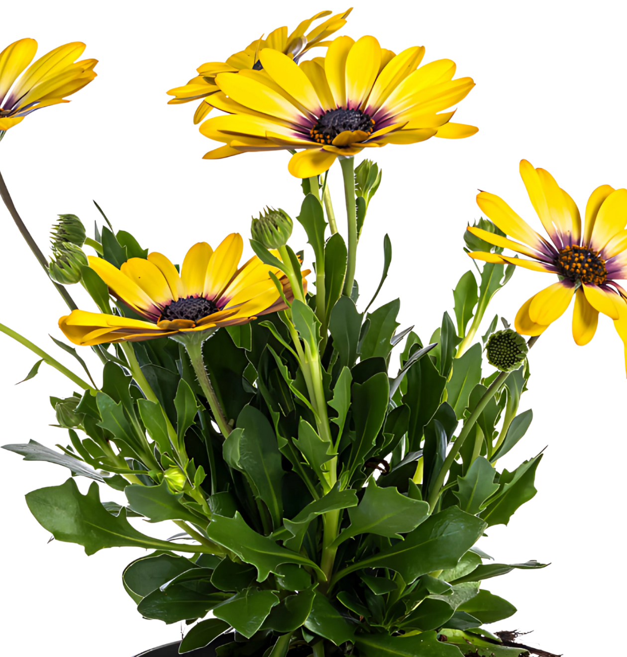 Osteospermum ecklonis “Gelb” (8 Stück) | Kapmargerite | +/- 20cm | ø 12cm