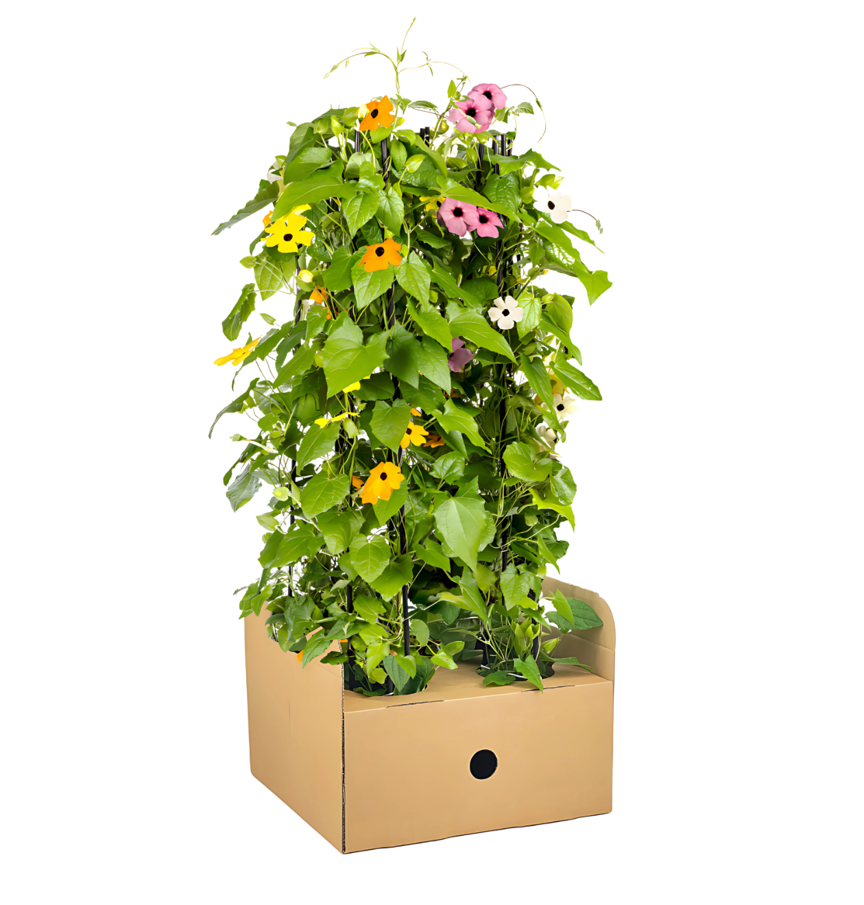 Thunbergia alata “Sunny Susy Mix” (4er-Mix) | Schwarzäugige Susanne | +/- 60cm | ø 13cm