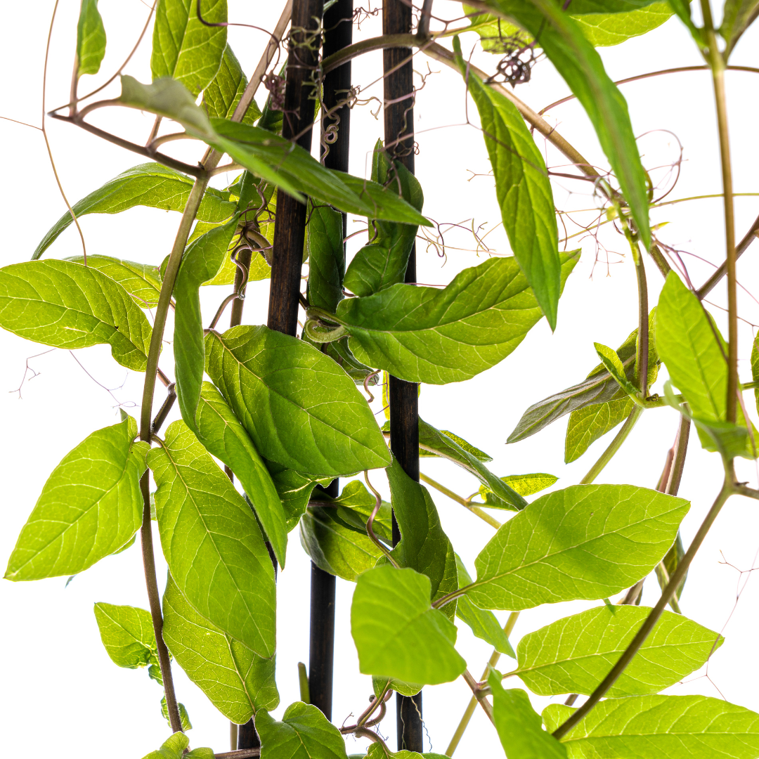 4x Cobea scandens Violet Blue Ø13 cm - ↕60 cm