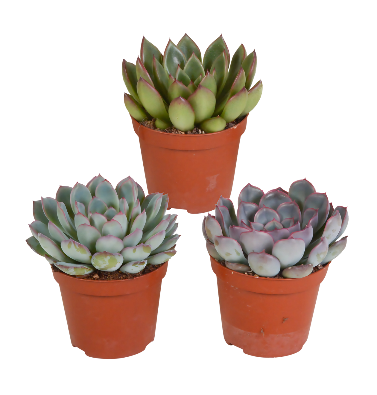 Echeveria 3er-Set (Ohne Topf) | Sukkulenten Mix | +/- 12-15cm | ø 8,5cm Topf