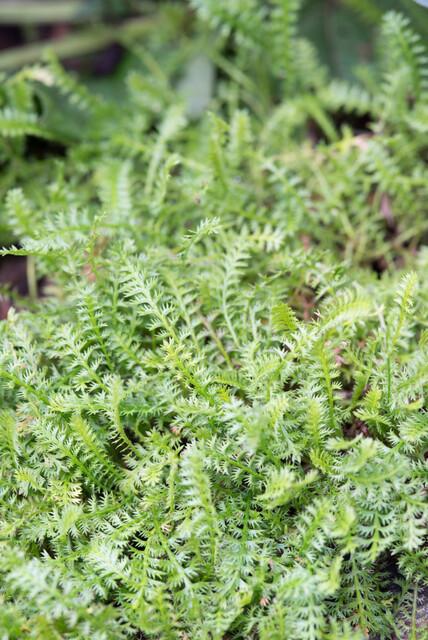6x Leptinella squalida - ↕10-25cm - Ø9cm