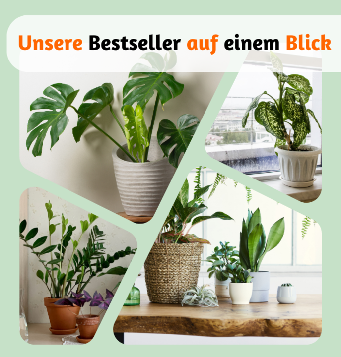2er-Set | Glückskastanie | +/- 70-80cm | ø 12-15cm Topf