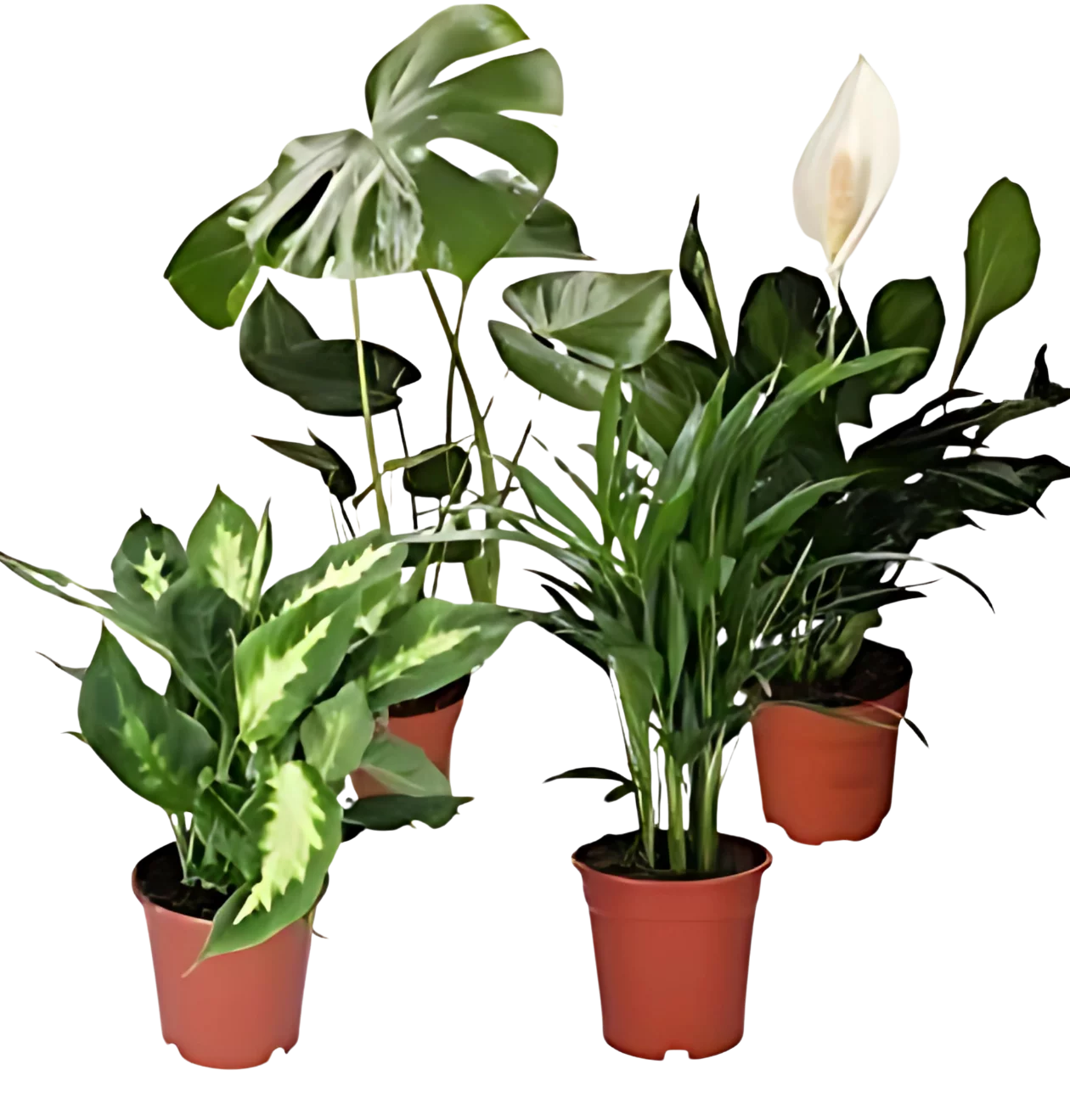 4er-Set Luftreinigende Pflanzen | Monstera | Einblatt | Dieffenbachie | Goldfruchtpalme | +/- 40-50cm | ø 12-15cm Topf