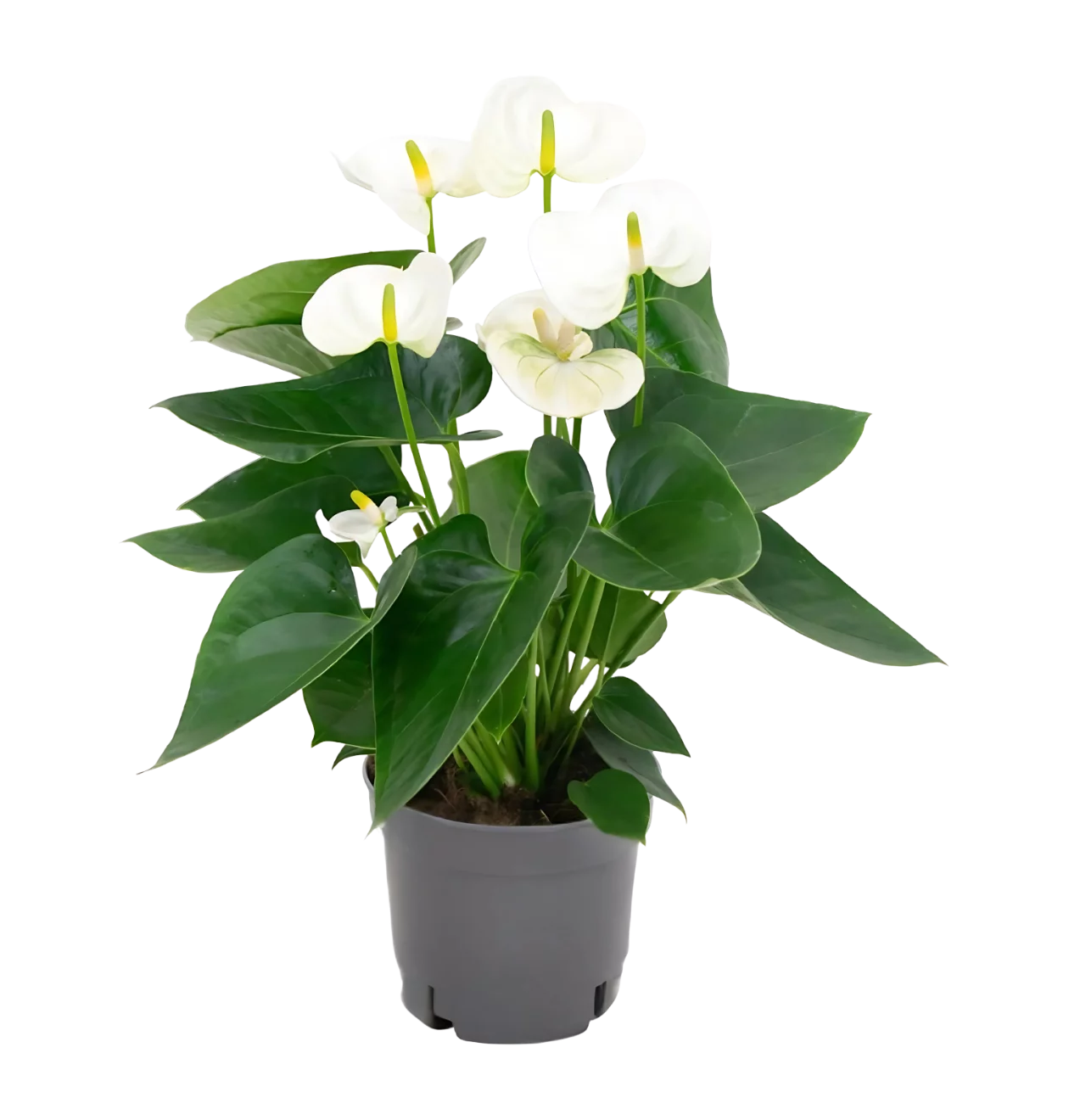 Anthurium “White” | Weiße Flamingoblume | +/- 43cm | ø 12cm Topf