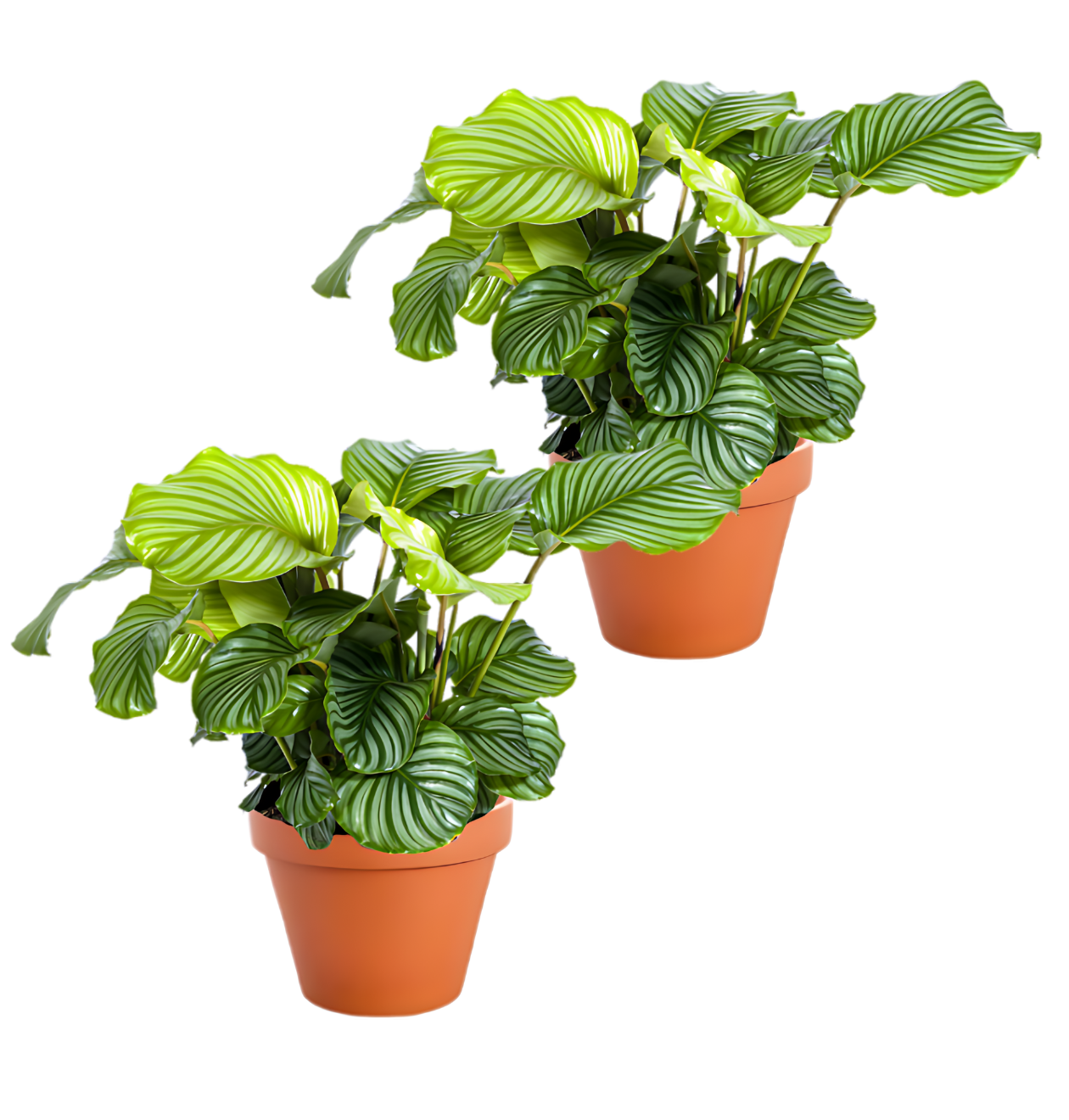 2er-Set | Calathea Mix | +/- 40-50cm | ø 12-15cm Topf