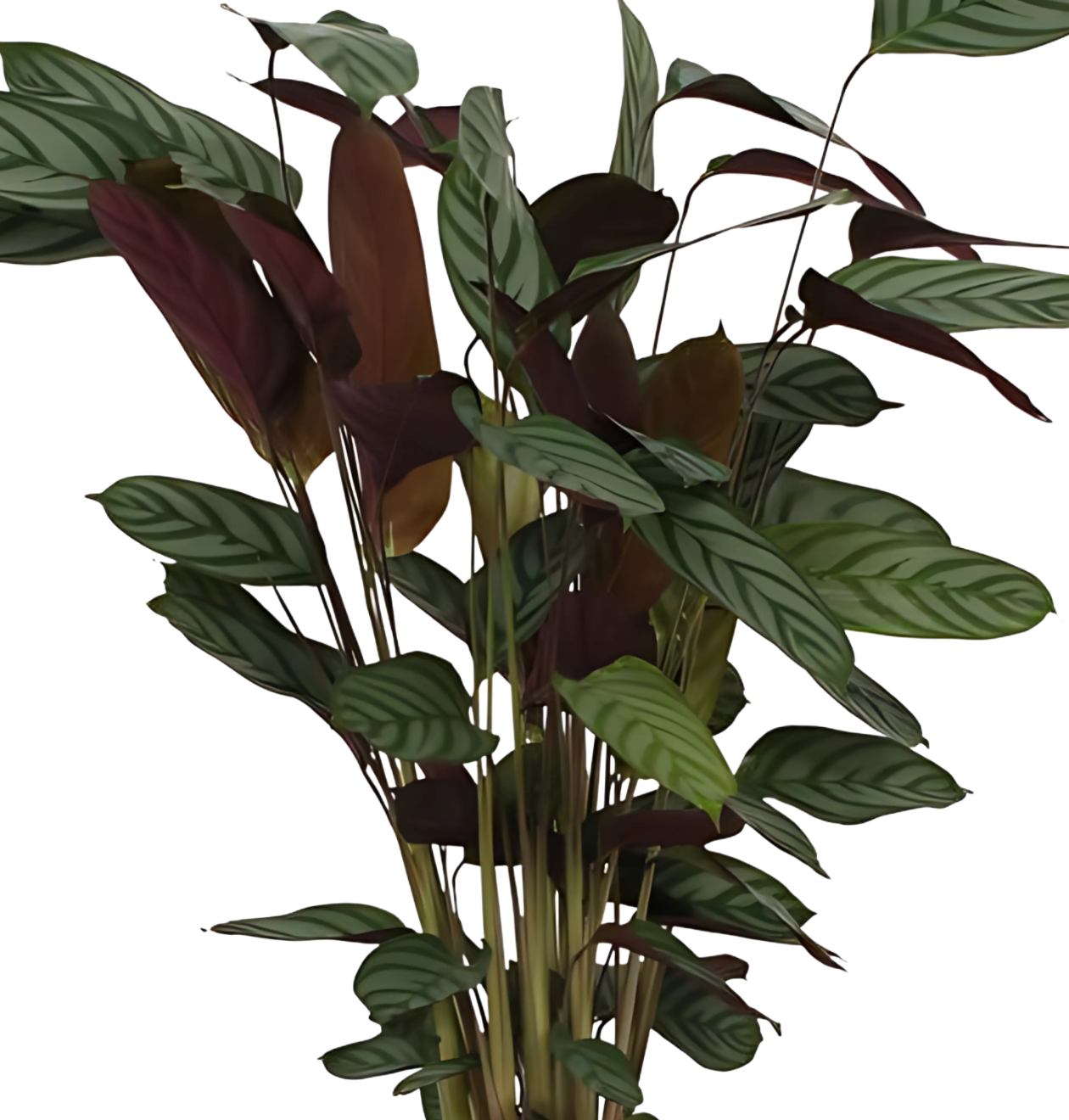 Calathea “Compactstar” | Korbmarante | +/- 80cm | ø 19cm Topf