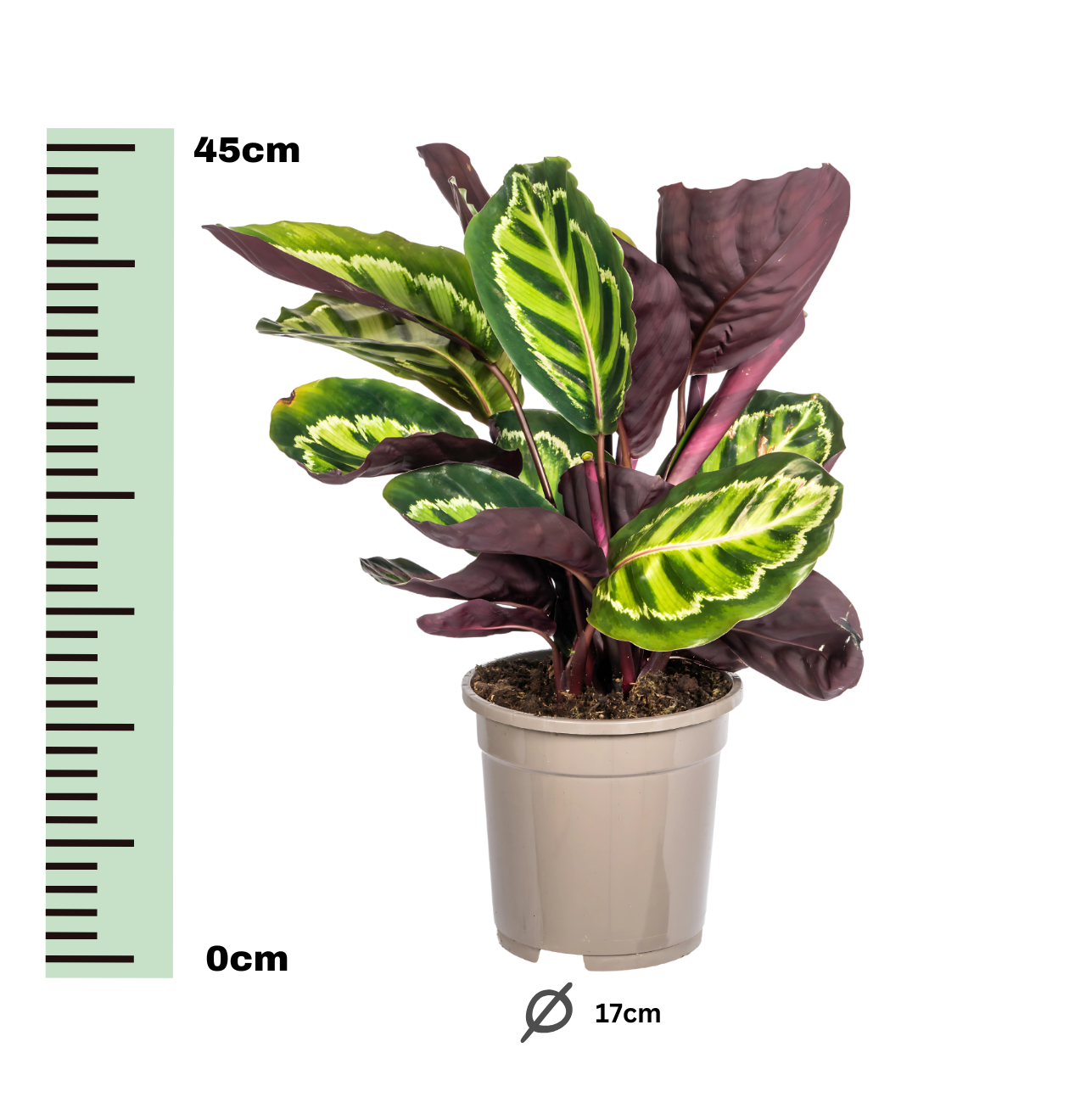 Calathea “Roseopicta” | Korbmarante | +/- 45cm | ø 17cm Topf
