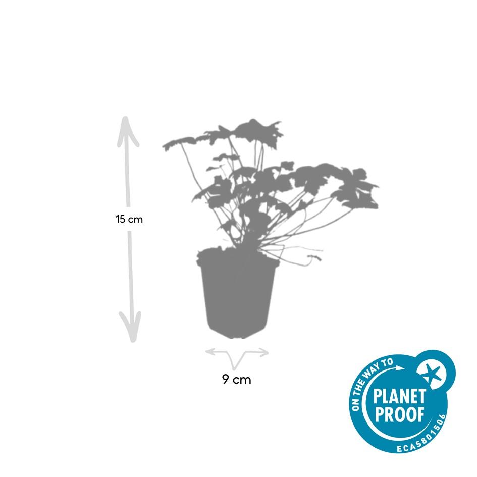 6x Geranium macr. 'Czakor' - ↕10-25cm - Ø9cm