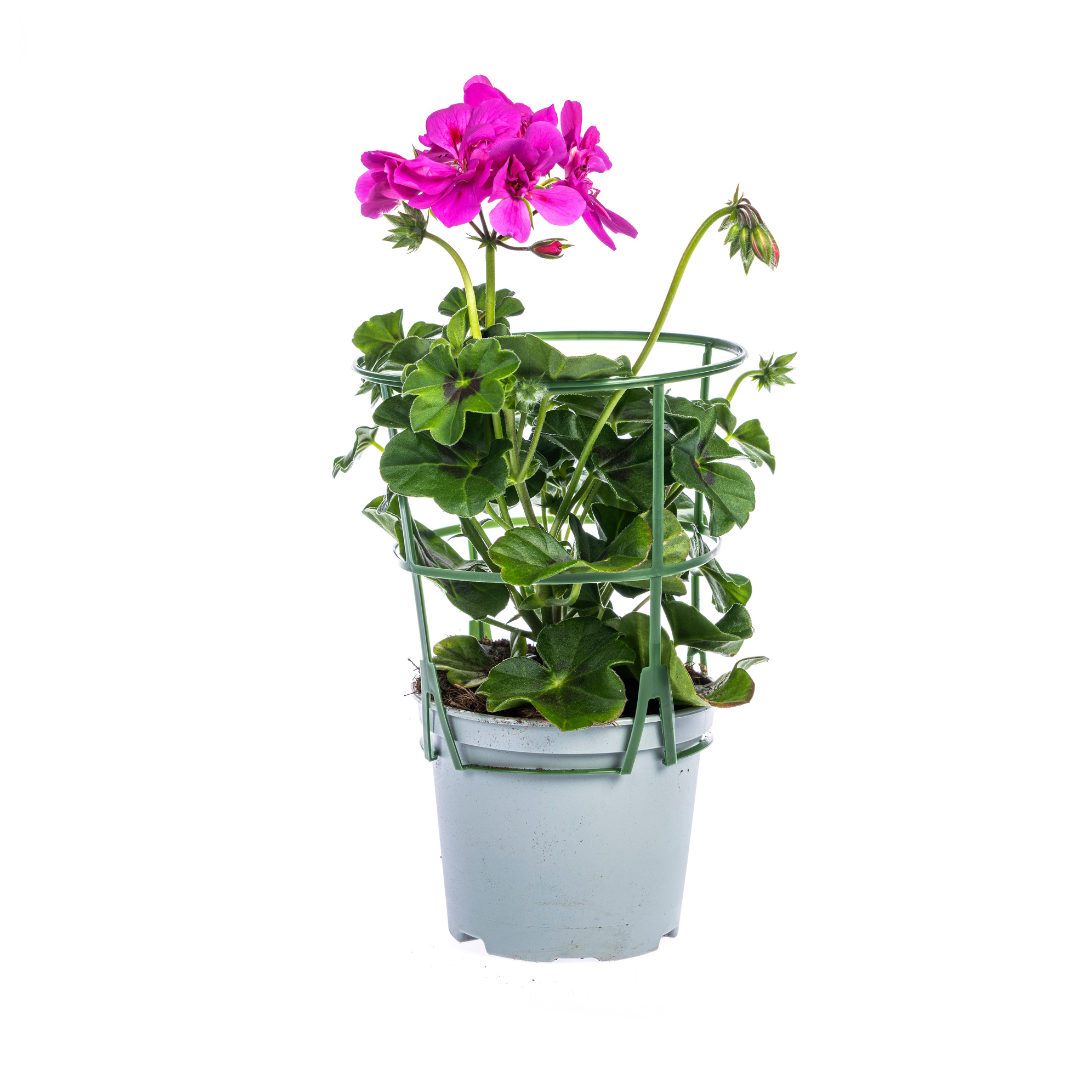 8x Pelargonium peltatum Mix Ø12 cm - ↕20 cm