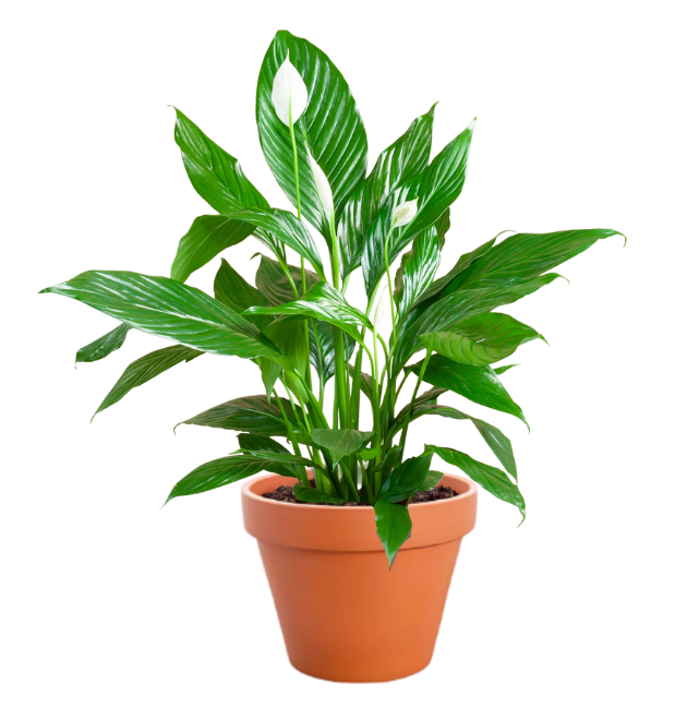 7er Set | Monstera | Einblatt | Dieffenbachie | Drachenbaum | Korbmarante | Goldfruchtpalme | Zimmerzypresse | +/- 40-60cm | ø 12-15cm Topf