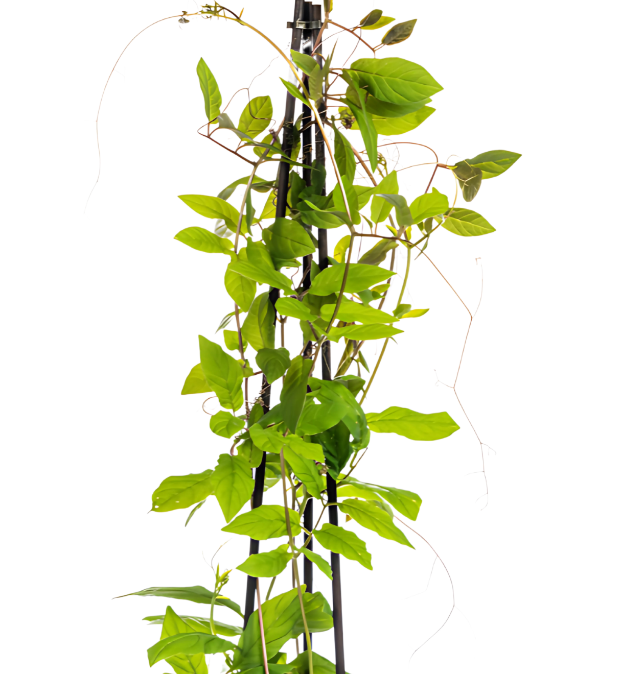 Cobea scandens “Violet Blue” (4 Stück) | Glockenrebe | +/- 60cm | ø 13cm