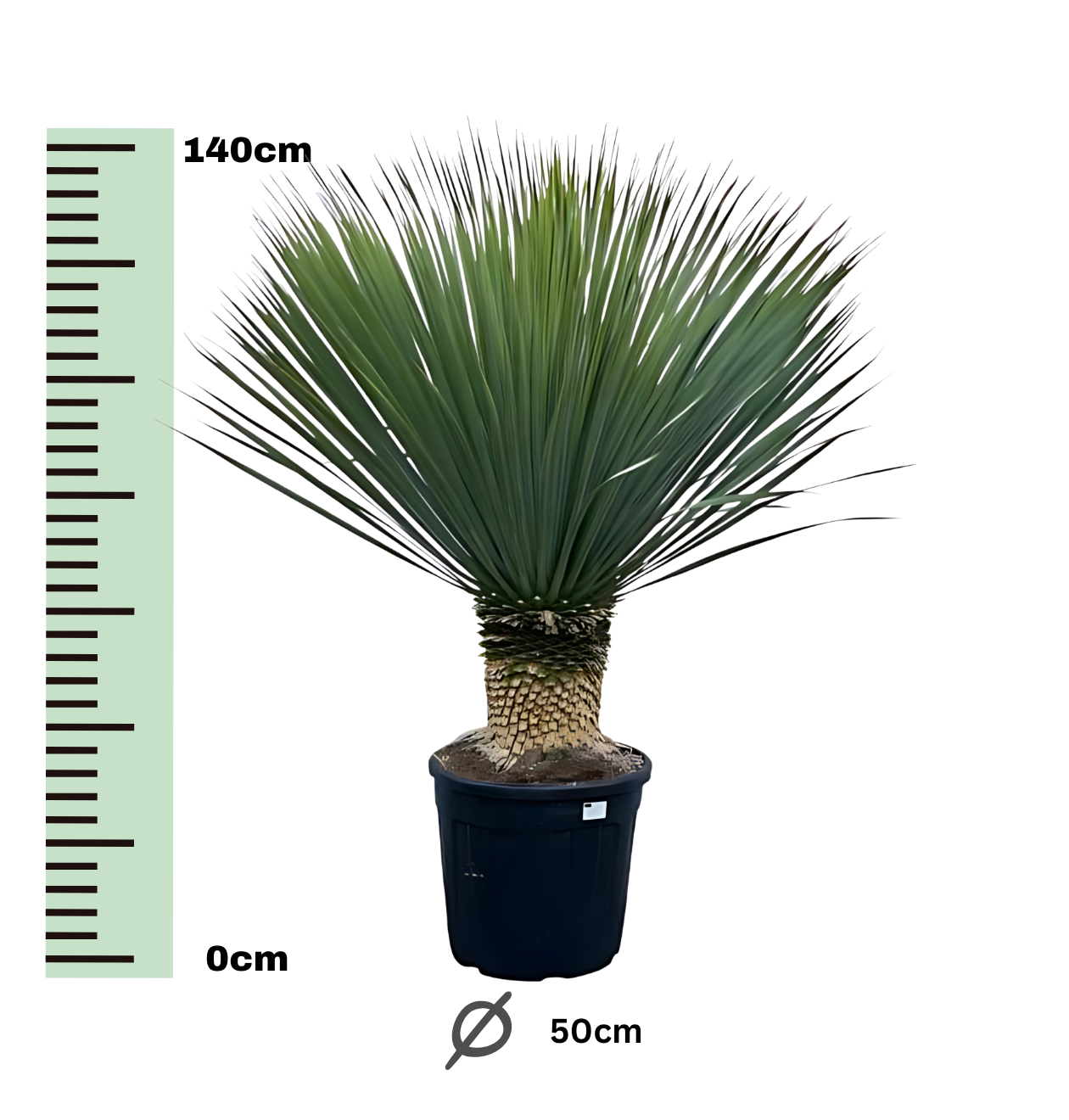 Yucca rostrata | Blaue Palmlilie | +/- 140cm | ø 50cm