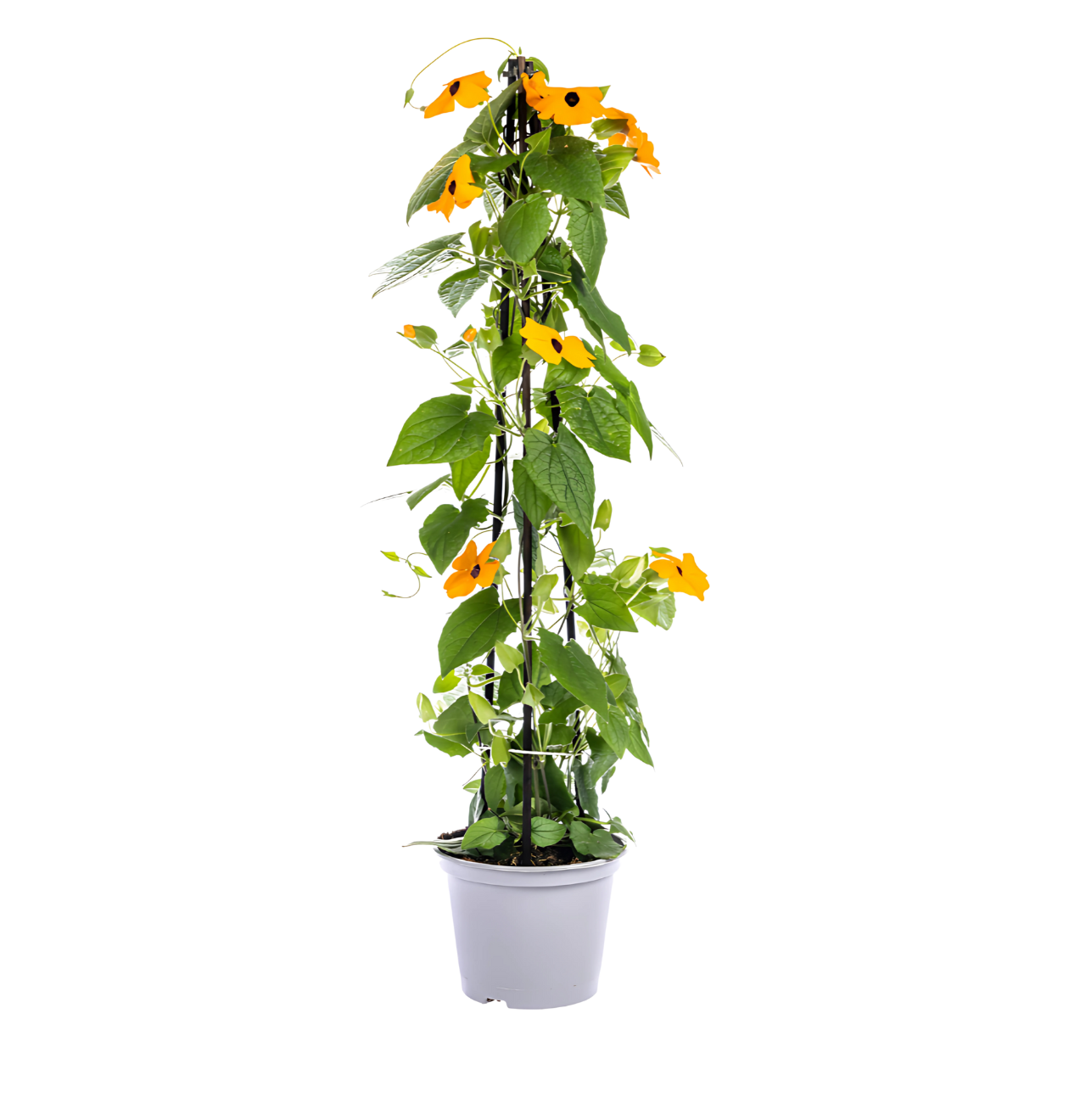 Thunbergia alata “Sunny Susy Mix” (4er-Mix) | Schwarzäugige Susanne | +/- 60cm | ø 13cm