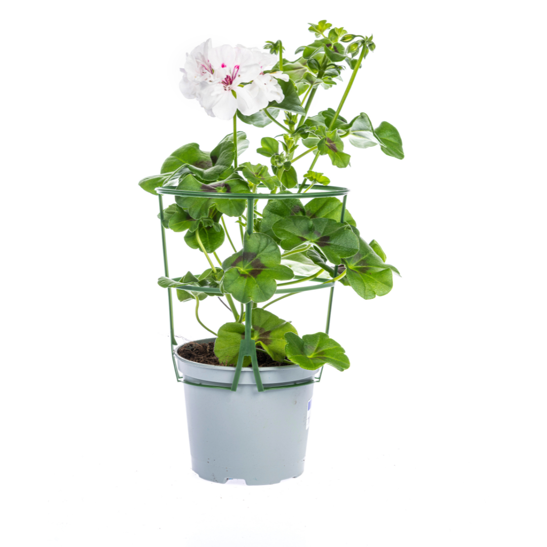 8x Pelargonium peltatum Mix Ø12 cm - ↕20 cm