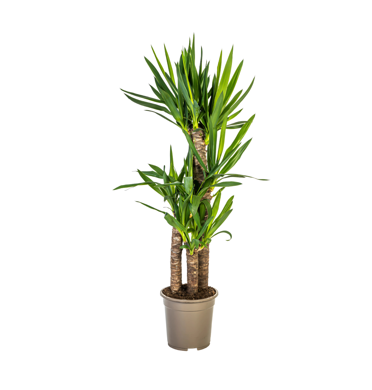 Yucca Elephantipes | Palmlilie | +/- 100cm | ø 21cm Topf