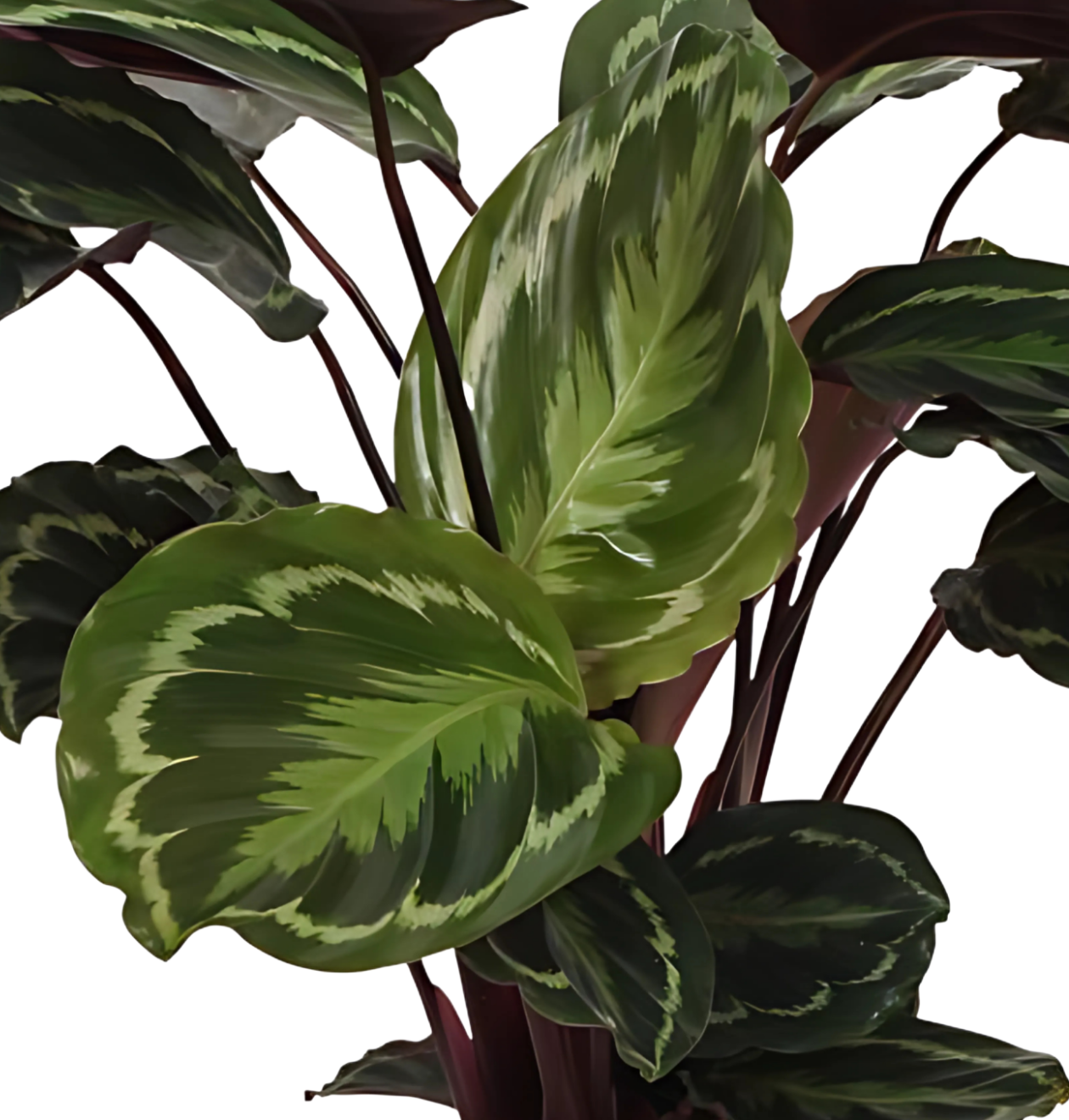 Calathea “Medallion” | Korbmarante | +/- 80cm | ø 19cm Topf