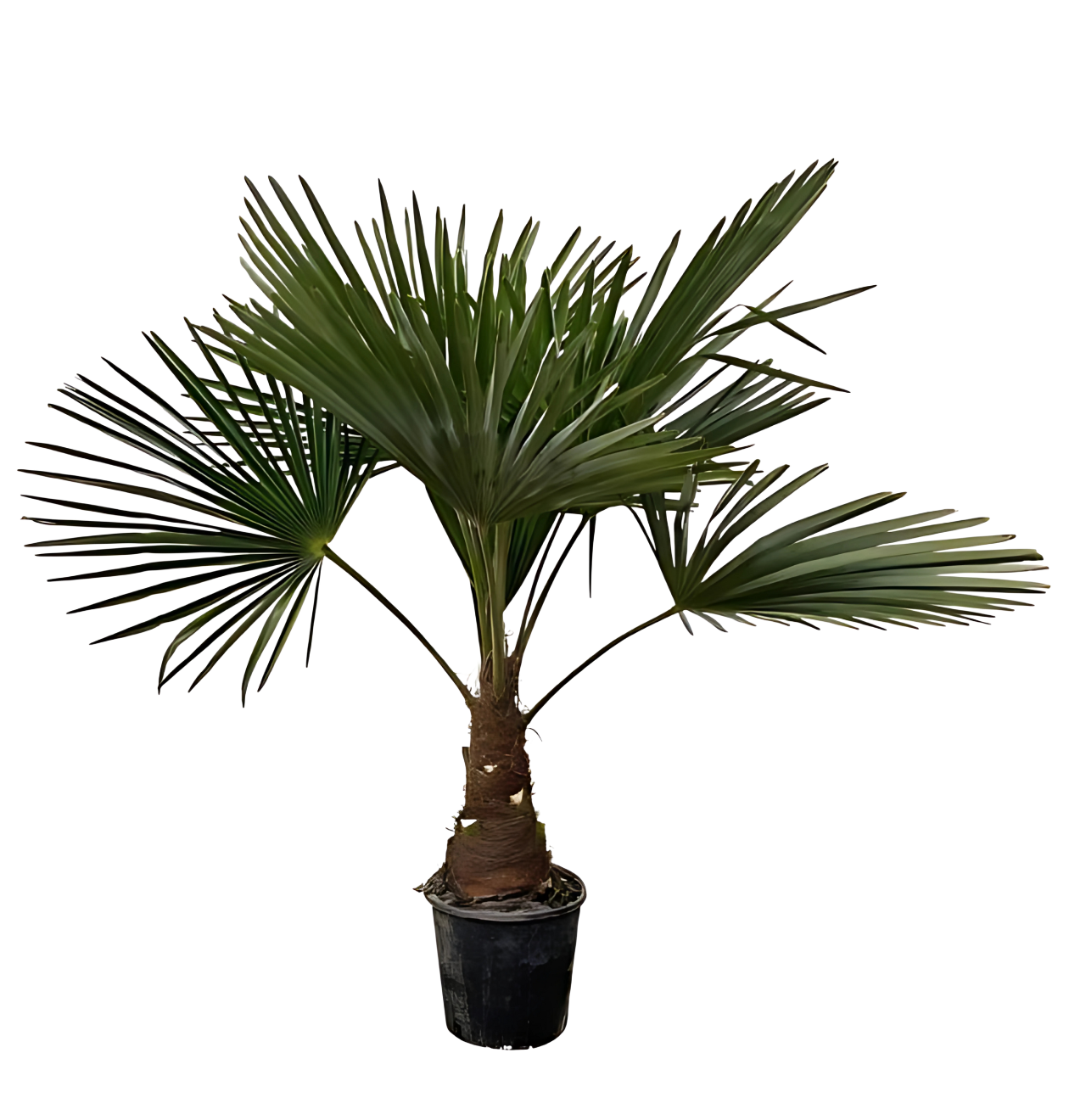 Trachycarpus | Hanfpalme | +/- 100cm | ø 21cm