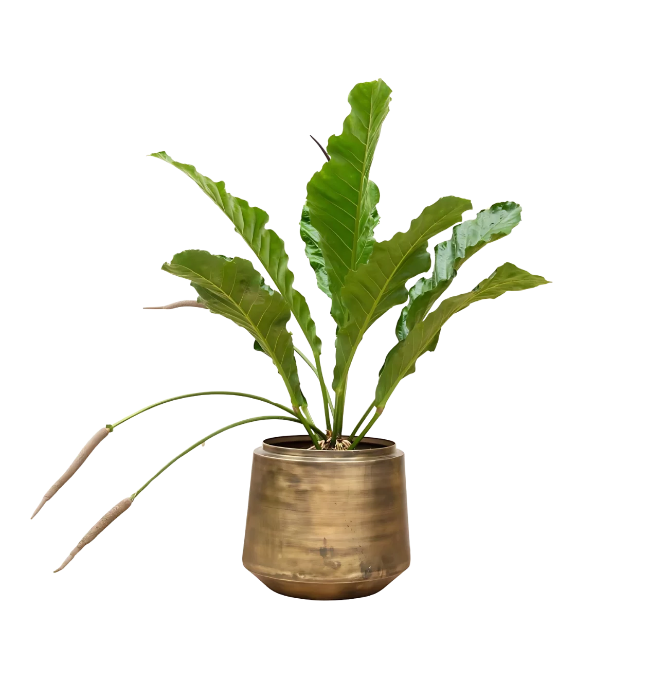 Anthurium “Botanical King” | Flamingoblume | +/- 100cm | ø 35cm Topf