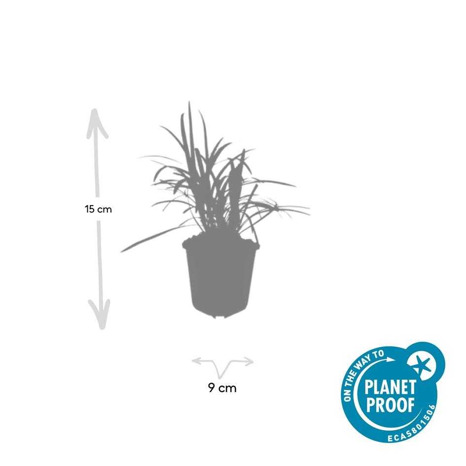 6x Liriope muscari 'Monroe White' - ↕10-25cm - Ø9cm