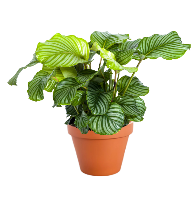 7er Set | Monstera | Einblatt | Dieffenbachie | Drachenbaum | Korbmarante | Goldfruchtpalme | Zimmerzypresse | +/- 40-60cm | ø 12-15cm Topf