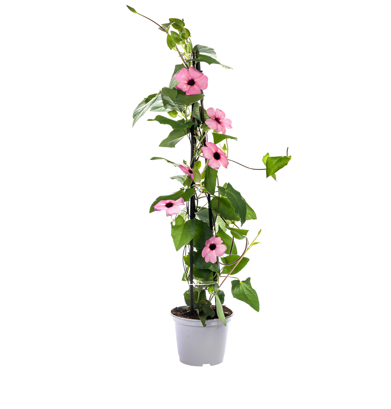 Thunbergia alata “Sunny Susy Rose Sensation” | Schwarzäugige Susanne | +/- 60cm | ø 13cm