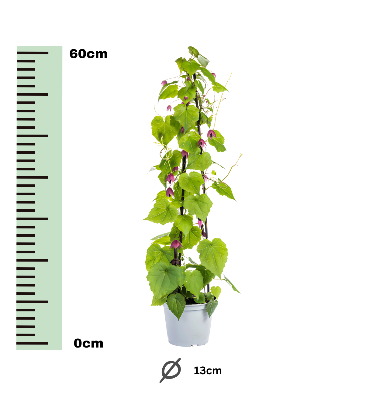 Rhodochiton atrosanguineum “Purple Bells” (4 Stück) | Purpurglöckchen | +/- 60cm | ø 13cm 