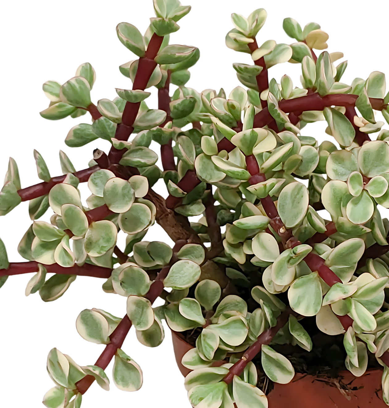 Portulacaria afra Variegata (Ohne Topf) | Elefantenstrauch | +/- 18-25cm | ø 10,5cm Topf