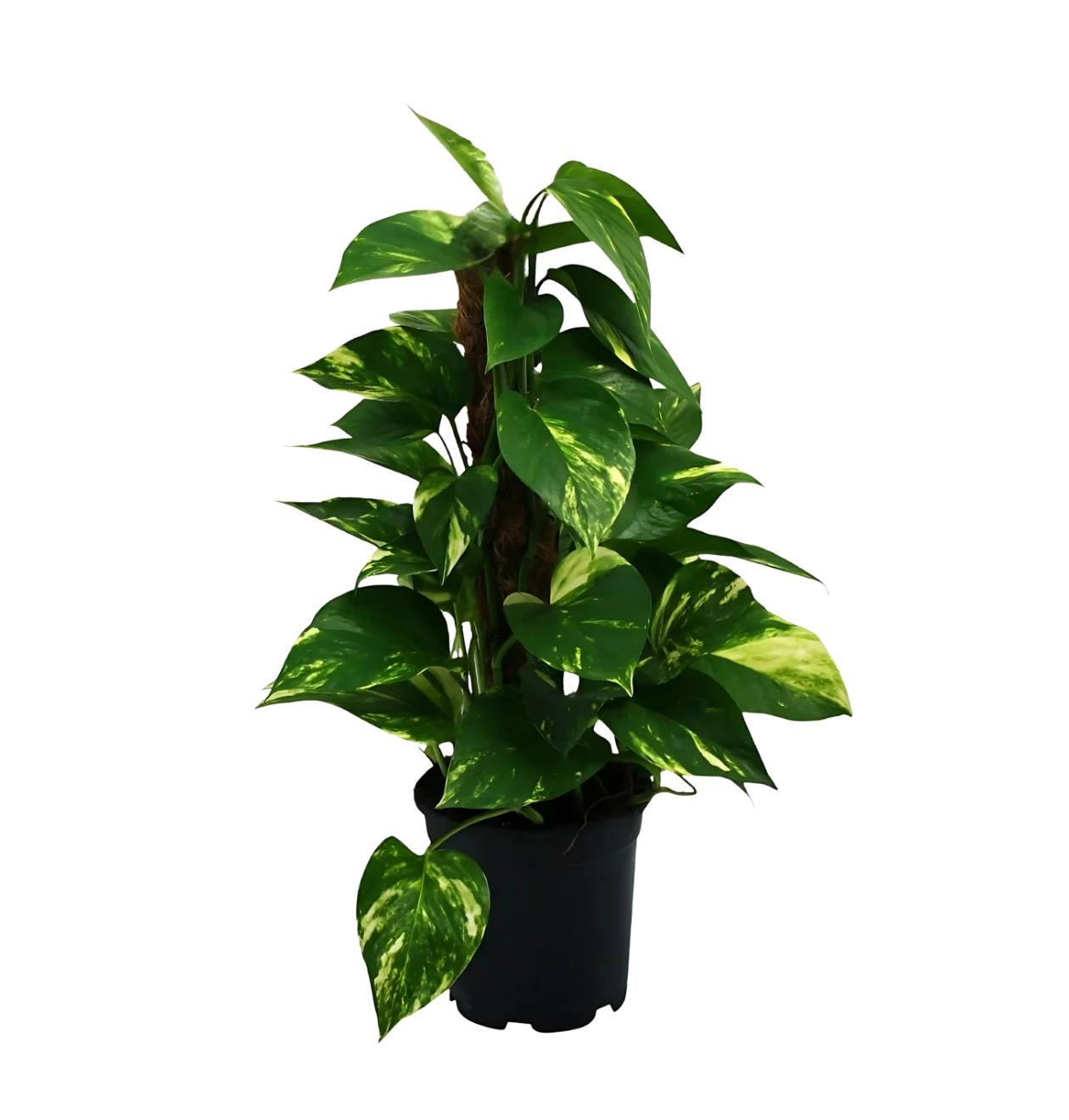 Scindapsus Epipremnum | Efeutute | +/- 50cm | ø 15cm Topf