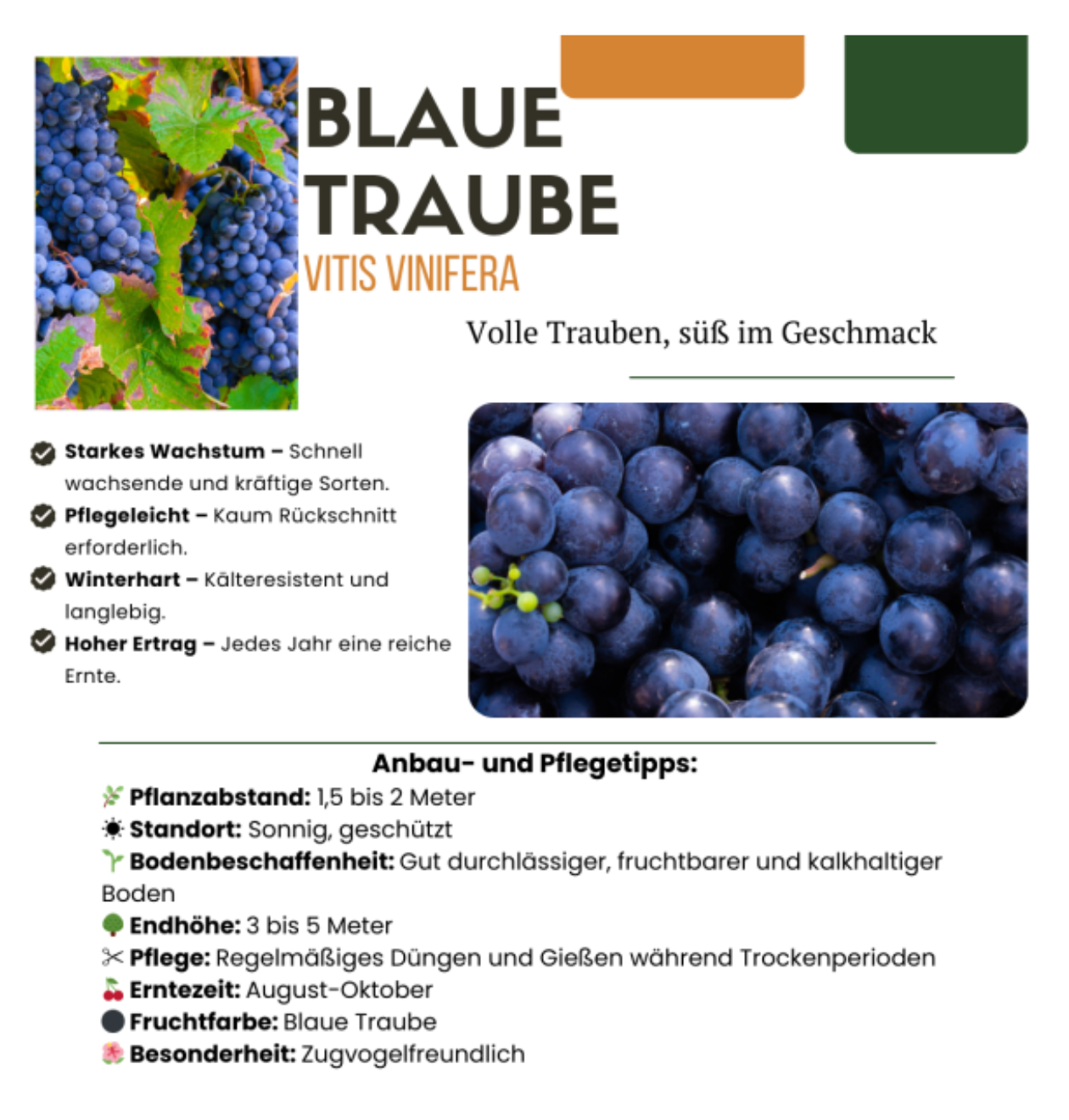 Bio Weinreben (3 Stück) | +/- 20 cm | ø 13 cm