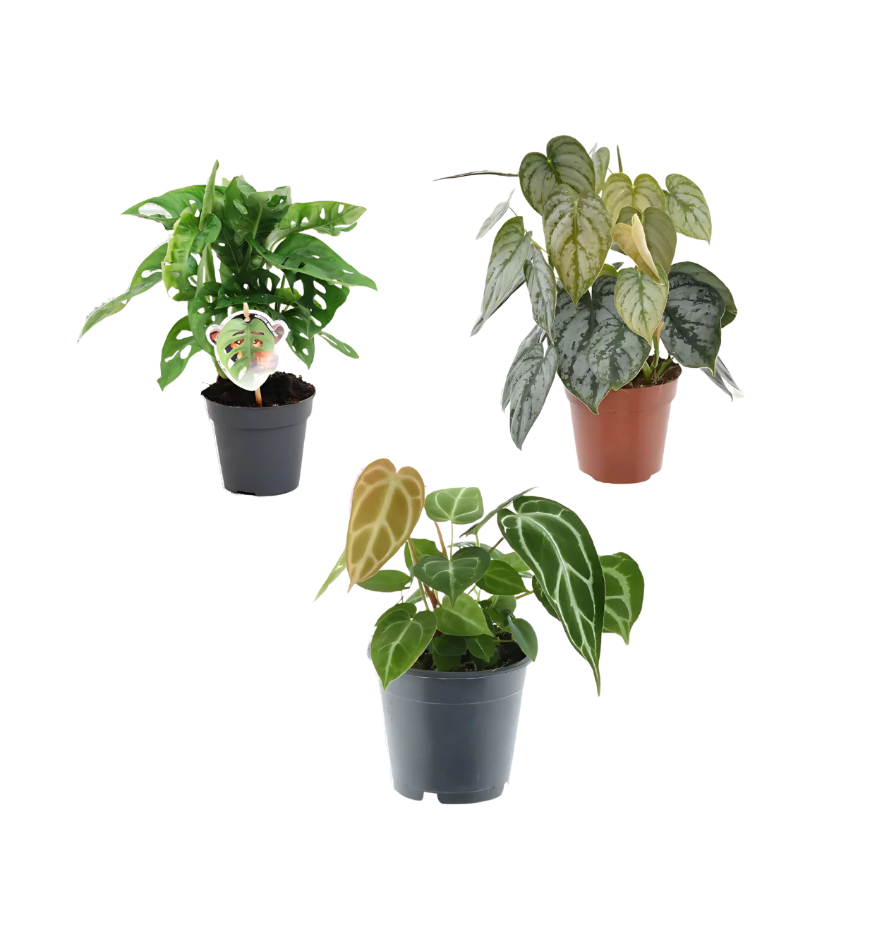 3er-Set “Grünpflanzen” | Monstera Affenblatt | Philodendron | Anthurium | +/- 25-35cm | ø 12cm Topf