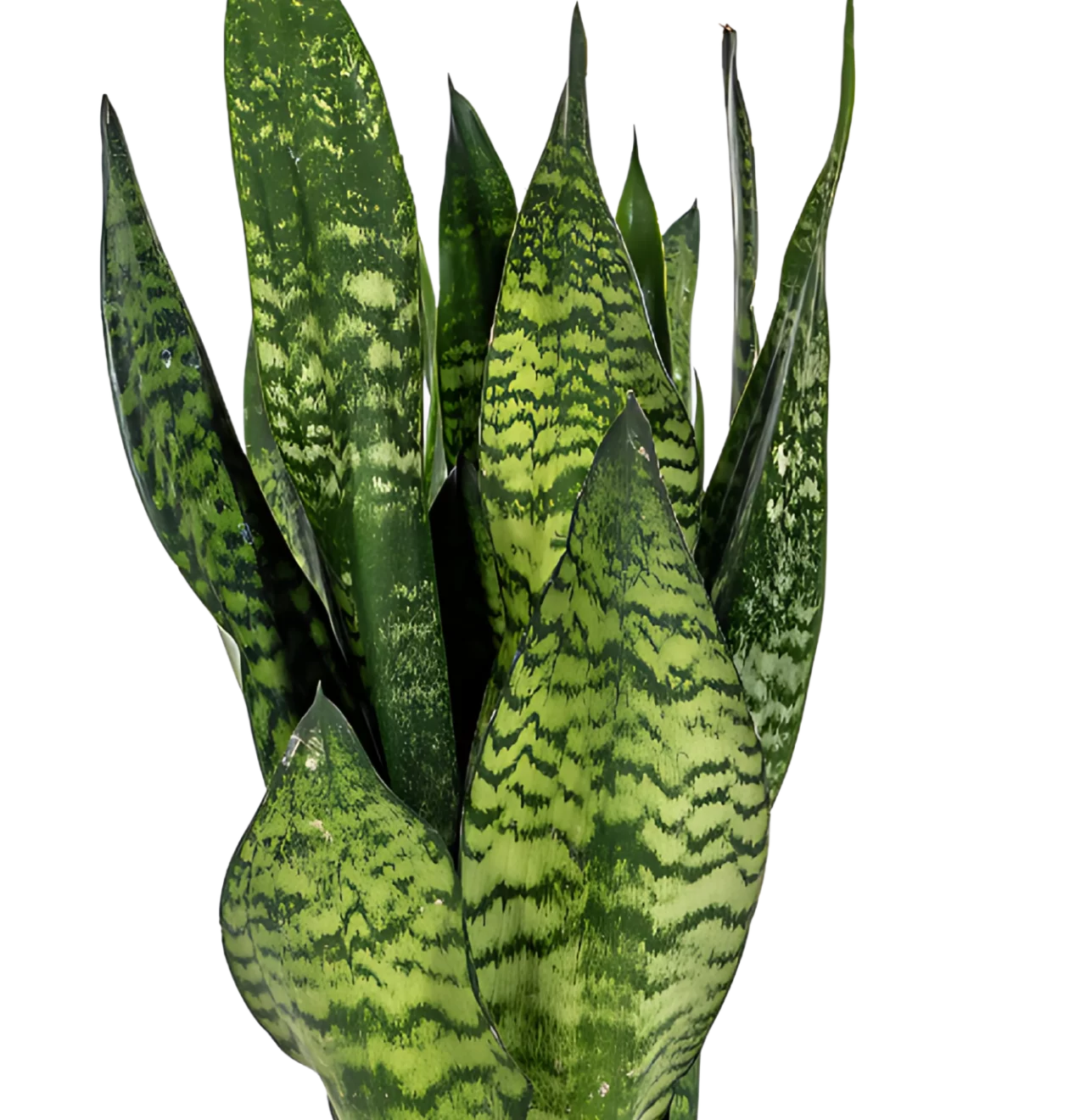 Sansevieria Trifasciata “Zeylanica Compacta” | Bogenhanf | +/- 60cm | ø 17cm Topf