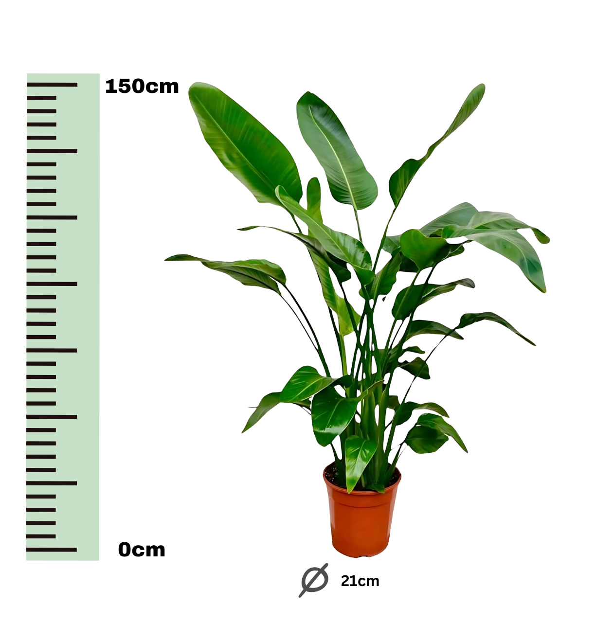 Strelitzia “Nicolai” | Baumstrelitzie | +/- 150cm | ø 21cm Topf