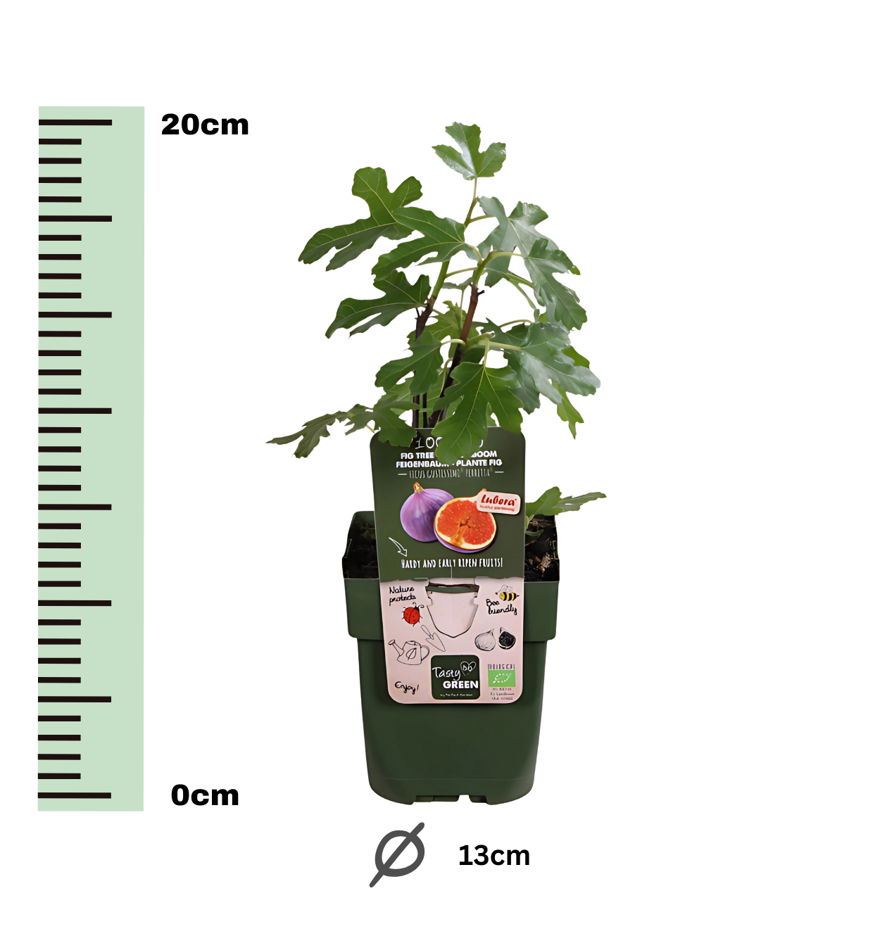 Bio Feigenbaum (3 Stück) | +/- 20 cm | ø 13 cm
