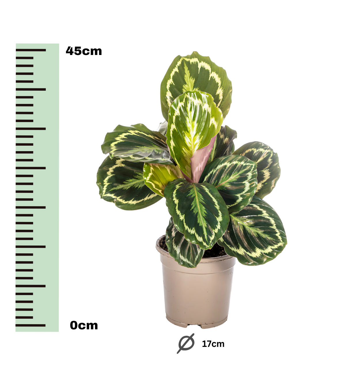 Calathea “Medallion” | Korbmarante | +/- 45cm | ø 17cm Topf