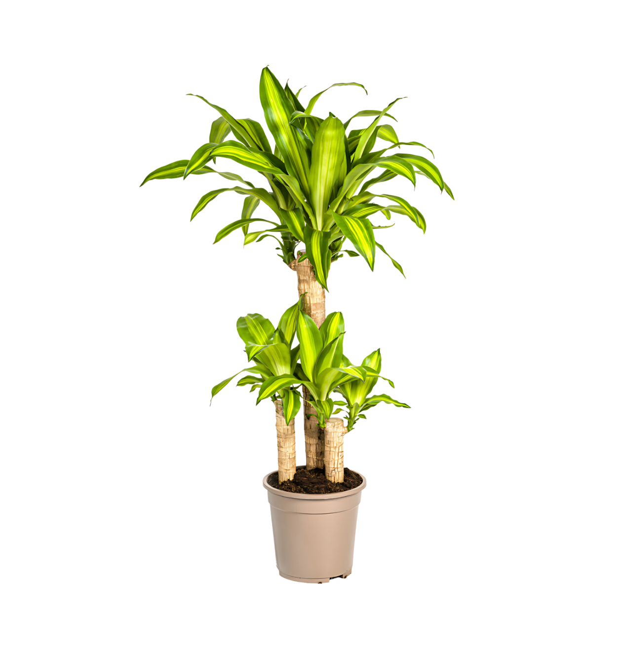 Dracaena Fragrans “Massangeana” | Drachenbaum | +/- 100cm | ø 21cm Topf
