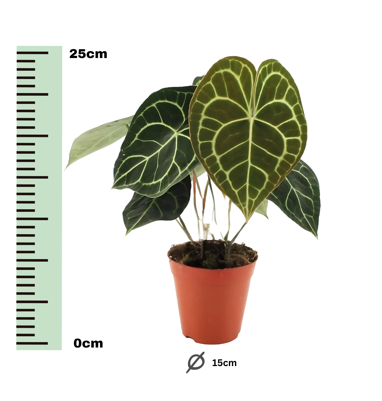 Anthurium “Clarinervium” | Samtblattanthurie | +/- 25cm | ø 15cm Topf