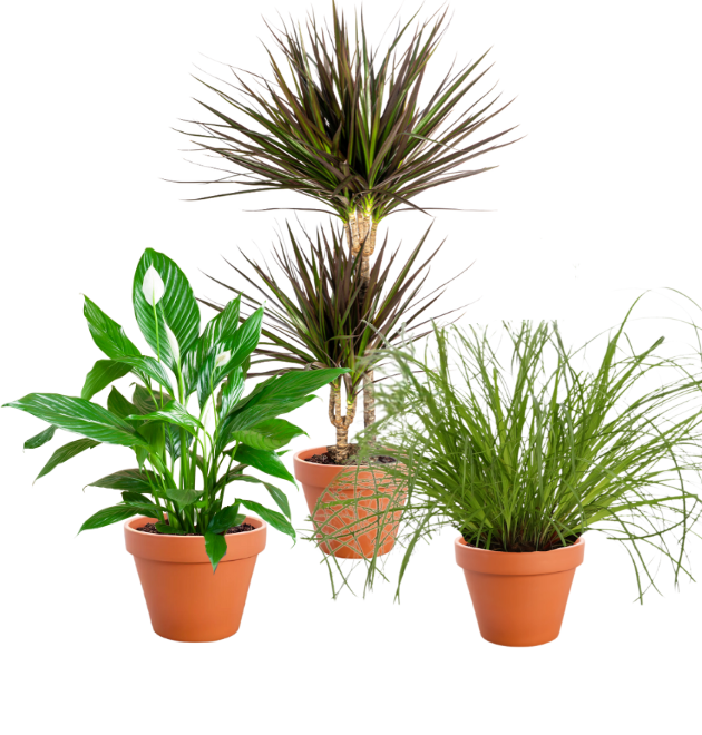 3er-Set | Einblatt | Drachenbaum | Katzengras | +/- 50-60cm | ø 12-15cm Topf 