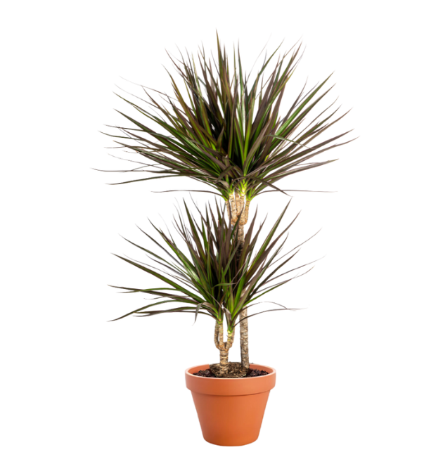 7er Set | Monstera | Einblatt | Dieffenbachie | Drachenbaum | Korbmarante | Goldfruchtpalme | Zimmerzypresse | +/- 40-60cm | ø 12-15cm Topf