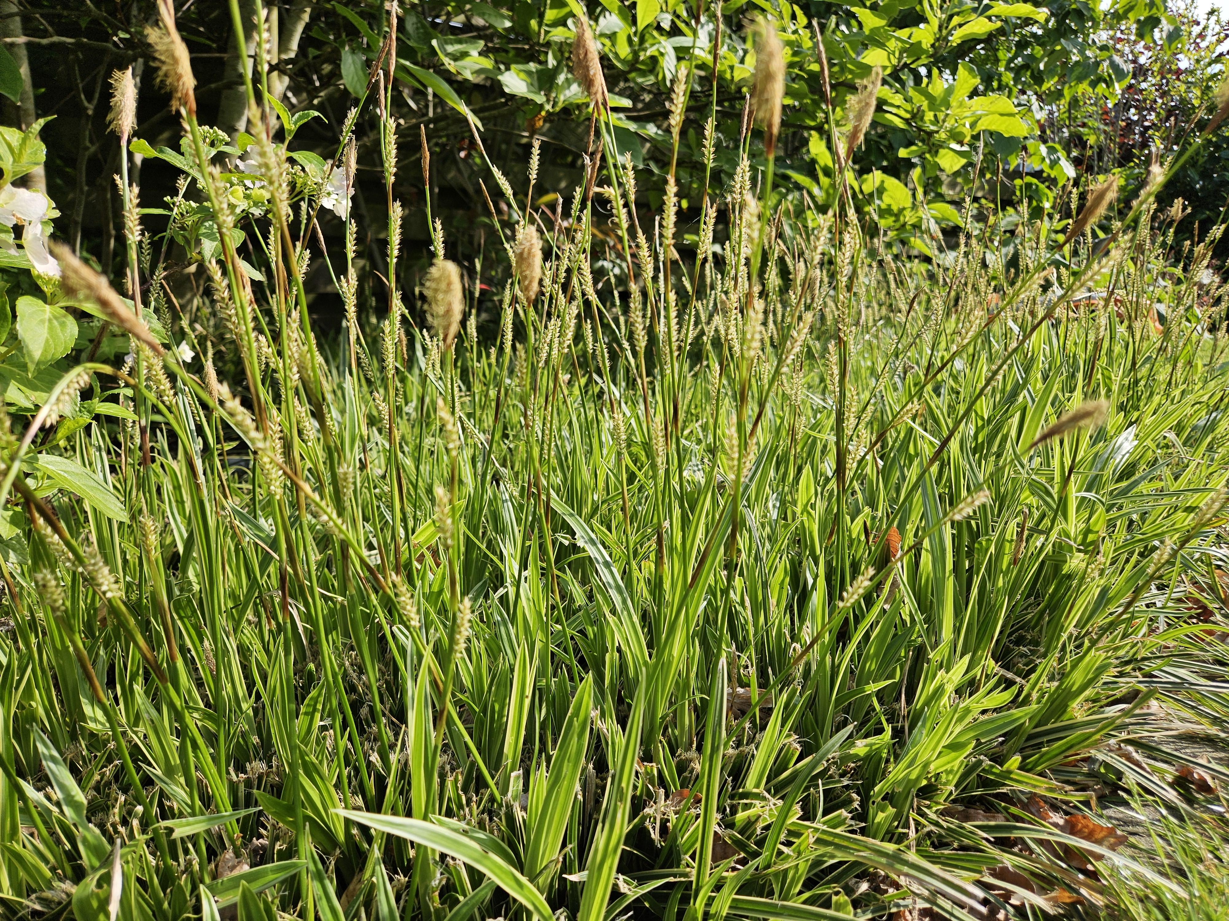 6x Carex morrowii 'Aureovariegata'  - ↕10-25cm - Ø9cm