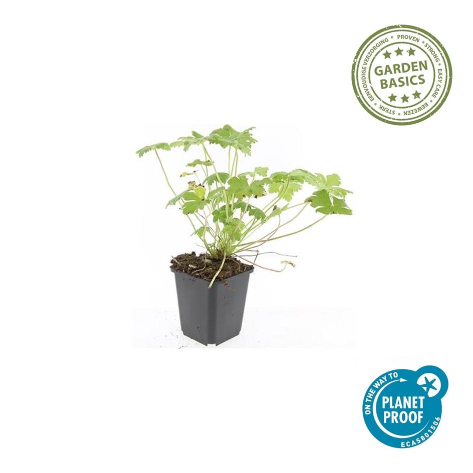 6x Geranium macr. 'Czakor' - ↕10-25cm - Ø9cm